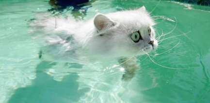 swimming-cat | Poisoned Pets | Pet Food Safety News